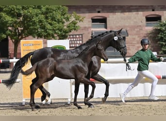 Deutsches Sportpferd, Hengst, Fohlen (04/2026), Rappe