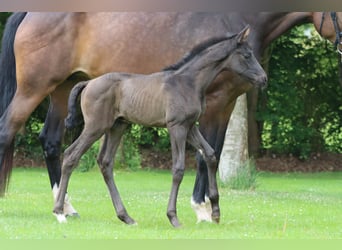 Deutsches Sportpferd, Hengst, Fohlen (05/2026), Rappe