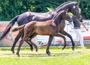 Deutsches Sportpferd, Hengst, Fohlen (03/2025), Rappe