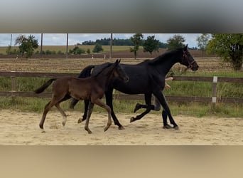 Deutsches Sportpferd, Hengst, Fohlen (05/2025), Rappe