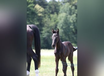 Deutsches Sportpferd, Hengst, , Rappe