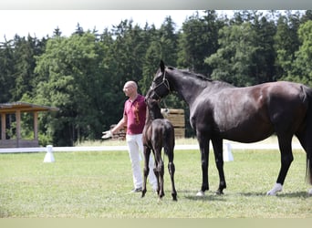 Deutsches Sportpferd, Hengst, , Rappe