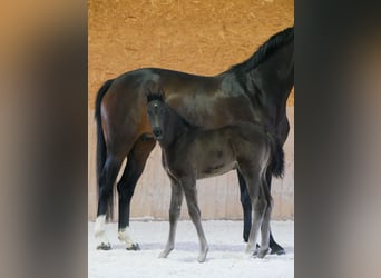 Deutsches Sportpferd, Hengst, , Rappe