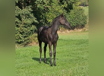 Deutsches Sportpferd, Hengst, Fohlen (03/2023), Rappe