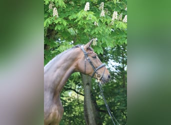 Deutsches Sportpferd, Hengst, Fohlen (05/2026), Rappe