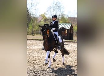Deutsches Sportpferd, Hengst, Fohlen (05/2026), Rappe