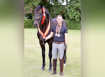 Deutsches Sportpferd, Hengst, Fohlen (05/2026), Rappe