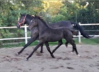 Deutsches Sportpferd, Hengst, Fohlen (05/2025), Rappe
