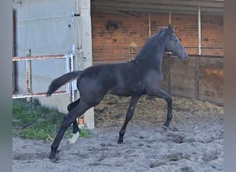 Deutsches Sportpferd, Hengst, Fohlen (05/2025), Rappe