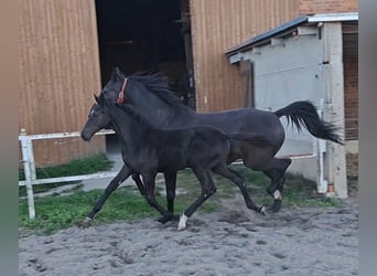 Deutsches Sportpferd, Hengst, Fohlen (05/2025), Rappe