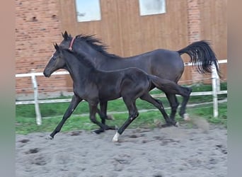 Deutsches Sportpferd, Hengst, Fohlen (05/2025), Rappe