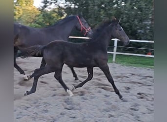 Deutsches Sportpferd, Hengst, Fohlen (05/2025), Rappe