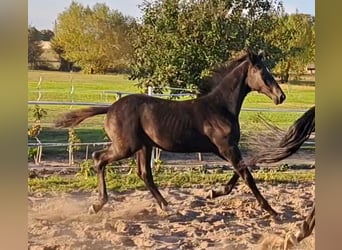 Deutsches Sportpferd, Hengst, Fohlen (05/2025), Rappe