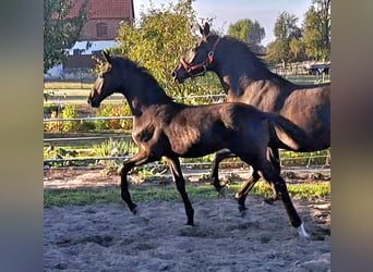 Deutsches Sportpferd, Hengst, Fohlen (05/2025), Rappe