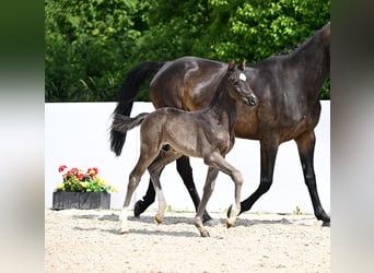 Deutsches Sportpferd, Hengst, , Rappe