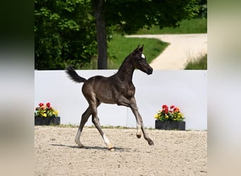 Deutsches Sportpferd, Hengst, , Rappe