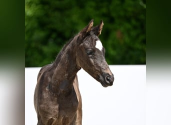 Deutsches Sportpferd, Hengst, , Rappe