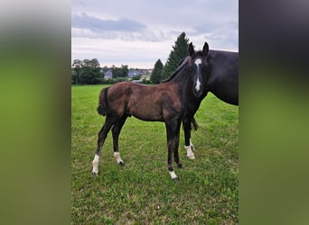 Deutsches Sportpferd, Hengst, Fohlen (06/2025), Rappe