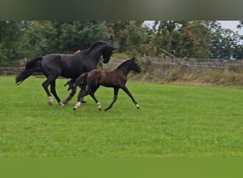 Deutsches Sportpferd, Hengst, Fohlen (06/2025), Rappe