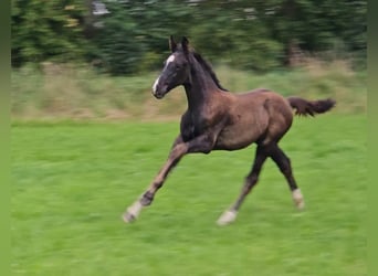 Deutsches Sportpferd, Hengst, Fohlen (06/2025), Rappe