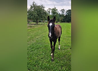 Deutsches Sportpferd, Hengst, Fohlen (06/2025), Rappe