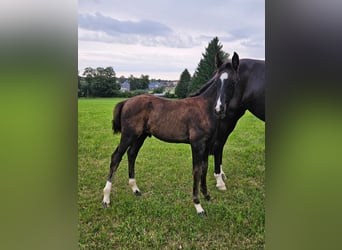 Deutsches Sportpferd, Hengst, Fohlen (06/2025), Rappe