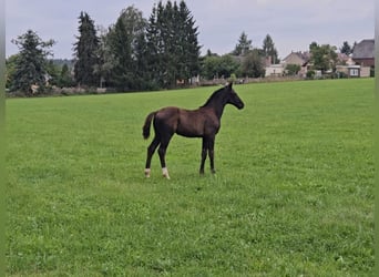 Deutsches Sportpferd, Hengst, Fohlen (06/2025), Rappe