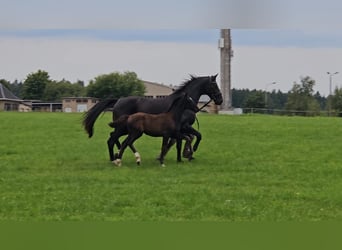Deutsches Sportpferd, Hengst, Fohlen (06/2025), Rappe