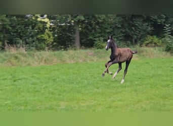 Deutsches Sportpferd, Hengst, Fohlen (06/2025), Rappe