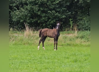 Deutsches Sportpferd, Hengst, Fohlen (06/2025), Rappe