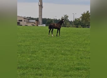 Deutsches Sportpferd, Hengst, Fohlen (06/2025), Rappe