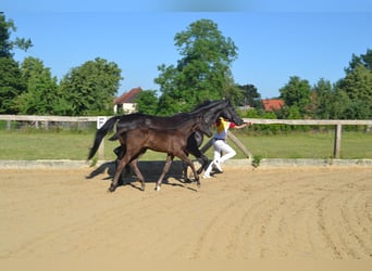 Deutsches Sportpferd, Hengst, Fohlen (04/2023), Rappe