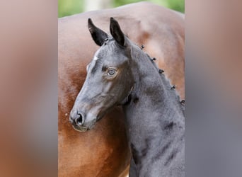 Deutsches Sportpferd, Hengst, Fohlen (06/2025), Rappe
