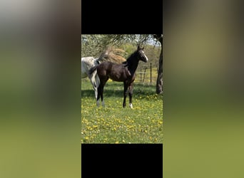 Deutsches Sportpferd, Hengst, Fohlen (02/2026), Rappschimmel
