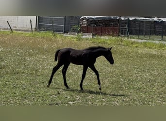 Deutsches Sportpferd, Hengst, Fohlen (05/2025), Schimmel
