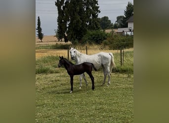 Deutsches Sportpferd, Hengst, Fohlen (05/2025), Schimmel