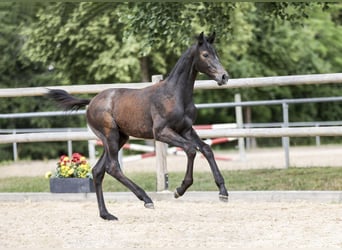 Deutsches Sportpferd, Hengst, Fohlen (04/2025), Schimmel
