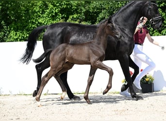 Deutsches Sportpferd, Hengst, Fohlen (04/2025), Schwarzbrauner