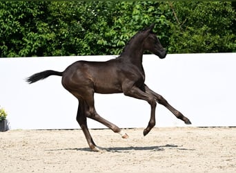 Deutsches Sportpferd, Hengst, Fohlen (04/2025), Schwarzbrauner