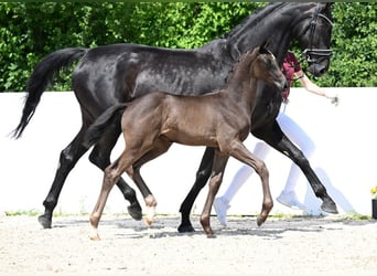Deutsches Sportpferd, Hengst, Fohlen (04/2025), Schwarzbrauner