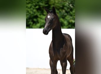 Deutsches Sportpferd, Hengst, Fohlen (04/2025), Schwarzbrauner