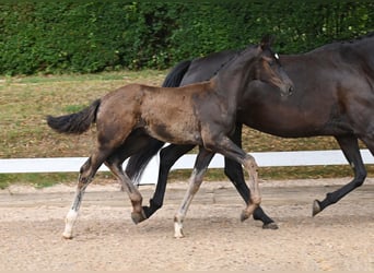 Deutsches Sportpferd, Hengst, Fohlen (04/2025), Schwarzbrauner