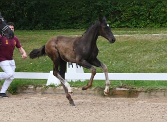 Deutsches Sportpferd, Hengst, Fohlen (04/2025), Schwarzbrauner
