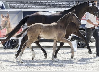 Deutsches Sportpferd, Hengst, Fohlen (04/2025), Schwarzbrauner