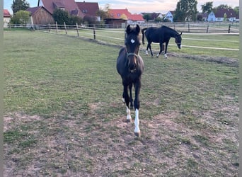 Deutsches Sportpferd, Hengst, Fohlen (04/2026), Schwarzbrauner
