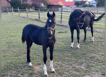 Deutsches Sportpferd, Hengst, Fohlen (04/2026), Schwarzbrauner