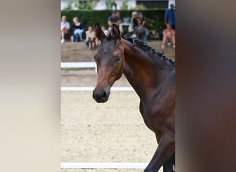 Deutsches Sportpferd, Hengst, Fohlen (04/2026), Schwarzbrauner