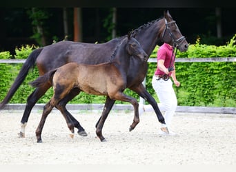 Deutsches Sportpferd, Hengst, Fohlen (03/2026), Schwarzbrauner