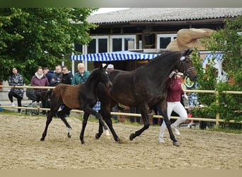 Deutsches Sportpferd, Hengst, Fohlen (02/2026), Schwarzbrauner