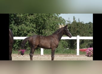 Deutsches Sportpferd, Hengst, Fohlen (05/2026), Schwarzbrauner